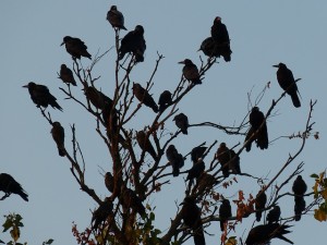 a murder of crows